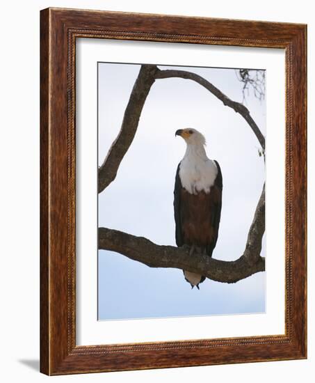 African Fish Eagle (Haliaeetus Vocifer), Masai Mara, Kenya, East Africa, Africa-Sergio Pitamitz-Framed Photographic Print