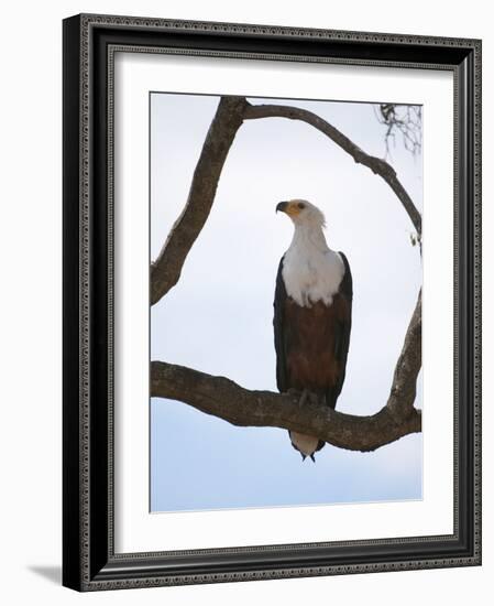 African Fish Eagle (Haliaeetus Vocifer), Masai Mara, Kenya, East Africa, Africa-Sergio Pitamitz-Framed Photographic Print