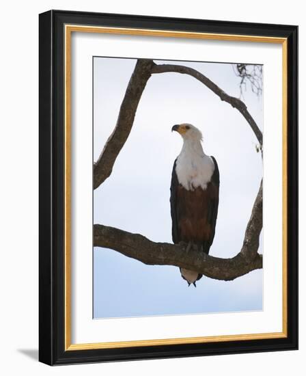 African Fish Eagle (Haliaeetus Vocifer), Masai Mara, Kenya, East Africa, Africa-Sergio Pitamitz-Framed Photographic Print