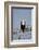 African fish eagle (Haliaeetus vocifer), Selous Game Reserve, Tanzania, East Africa, Africa-James Hager-Framed Photographic Print