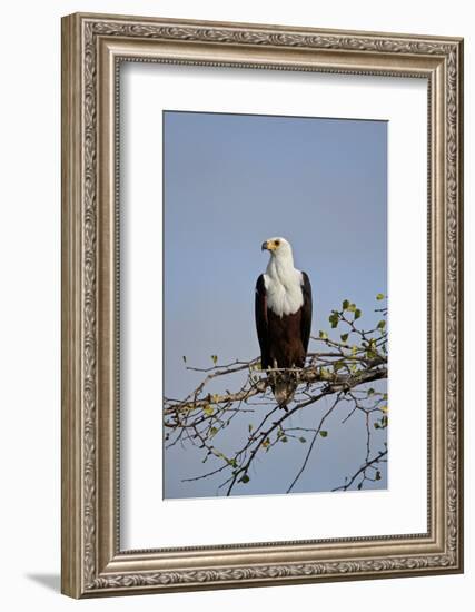 African fish eagle (Haliaeetus vocifer), Selous Game Reserve, Tanzania, East Africa, Africa-James Hager-Framed Photographic Print