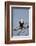 African fish eagle (Haliaeetus vocifer), Selous Game Reserve, Tanzania, East Africa, Africa-James Hager-Framed Photographic Print