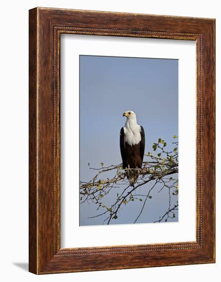 African fish eagle (Haliaeetus vocifer), Selous Game Reserve, Tanzania, East Africa, Africa-James Hager-Framed Photographic Print