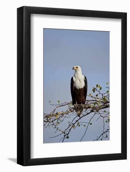 African fish eagle (Haliaeetus vocifer), Selous Game Reserve, Tanzania, East Africa, Africa-James Hager-Framed Photographic Print