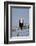 African fish eagle (Haliaeetus vocifer), Selous Game Reserve, Tanzania, East Africa, Africa-James Hager-Framed Photographic Print