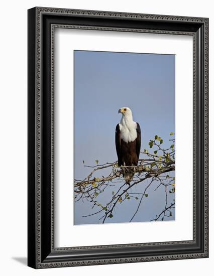 African fish eagle (Haliaeetus vocifer), Selous Game Reserve, Tanzania, East Africa, Africa-James Hager-Framed Photographic Print