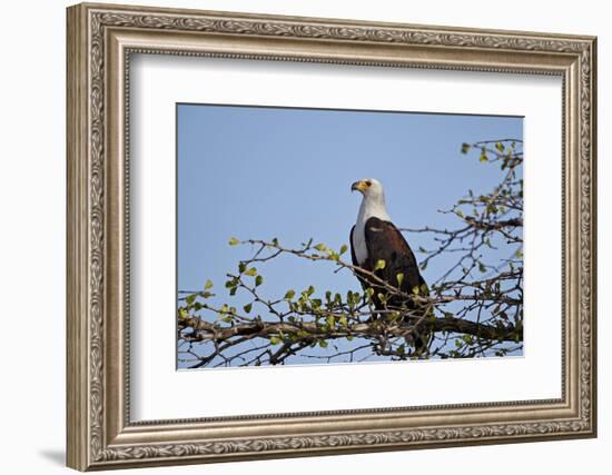 African fish eagle (Haliaeetus vocifer), Selous Game Reserve, Tanzania, East Africa, Africa-James Hager-Framed Photographic Print