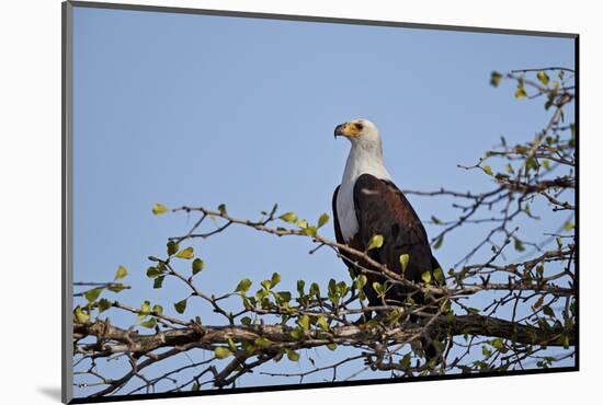 African fish eagle (Haliaeetus vocifer), Selous Game Reserve, Tanzania, East Africa, Africa-James Hager-Mounted Photographic Print