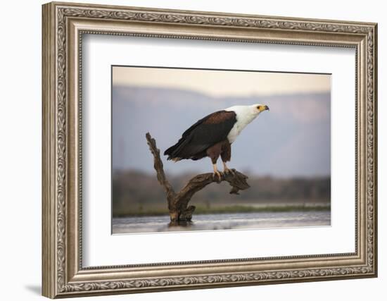 African fish eagle (Haliaeetus vocifer), Zimanga private game reserve, KwaZulu-Natal, South Africa,-Ann and Steve Toon-Framed Photographic Print