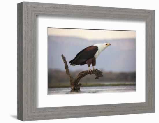 African fish eagle (Haliaeetus vocifer), Zimanga private game reserve, KwaZulu-Natal, South Africa,-Ann and Steve Toon-Framed Photographic Print