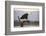 African fish eagle (Haliaeetus vocifer), Zimanga private game reserve, KwaZulu-Natal, South Africa,-Ann and Steve Toon-Framed Photographic Print