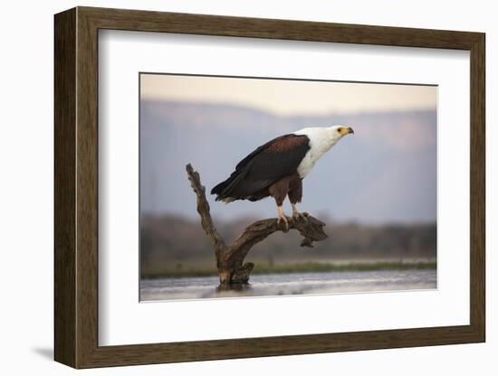 African fish eagle (Haliaeetus vocifer), Zimanga private game reserve, KwaZulu-Natal, South Africa,-Ann and Steve Toon-Framed Photographic Print