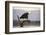 African fish eagle (Haliaeetus vocifer), Zimanga private game reserve, KwaZulu-Natal, South Africa,-Ann and Steve Toon-Framed Photographic Print