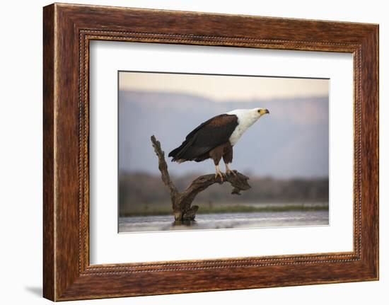 African fish eagle (Haliaeetus vocifer), Zimanga private game reserve, KwaZulu-Natal, South Africa,-Ann and Steve Toon-Framed Photographic Print