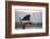 African fish eagle (Haliaeetus vocifer), Zimanga private game reserve, KwaZulu-Natal, South Africa,-Ann and Steve Toon-Framed Photographic Print