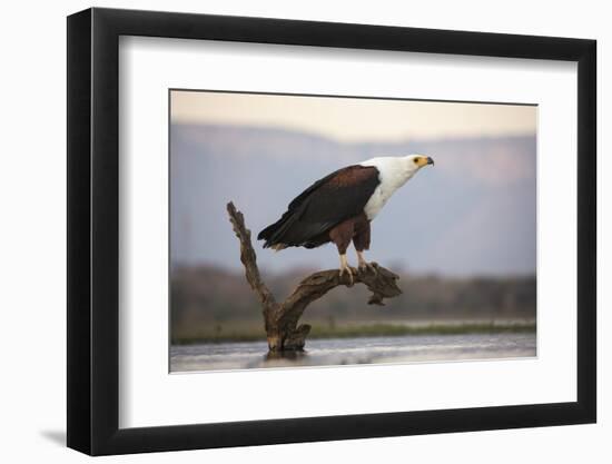 African fish eagle (Haliaeetus vocifer), Zimanga private game reserve, KwaZulu-Natal, South Africa,-Ann and Steve Toon-Framed Photographic Print