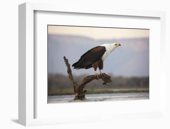 African fish eagle (Haliaeetus vocifer), Zimanga private game reserve, KwaZulu-Natal, South Africa,-Ann and Steve Toon-Framed Photographic Print