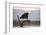 African fish eagle (Haliaeetus vocifer), Zimanga private game reserve, KwaZulu-Natal, South Africa,-Ann and Steve Toon-Framed Photographic Print