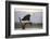 African fish eagle (Haliaeetus vocifer), Zimanga private game reserve, KwaZulu-Natal, South Africa,-Ann and Steve Toon-Framed Photographic Print