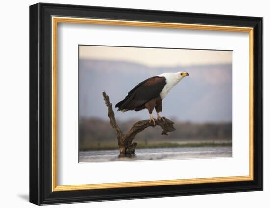 African fish eagle (Haliaeetus vocifer), Zimanga private game reserve, KwaZulu-Natal, South Africa,-Ann and Steve Toon-Framed Photographic Print