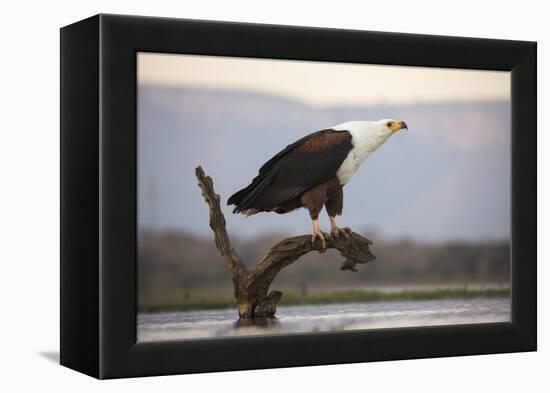 African fish eagle (Haliaeetus vocifer), Zimanga private game reserve, KwaZulu-Natal, South Africa,-Ann and Steve Toon-Framed Premier Image Canvas