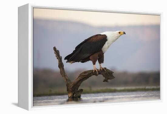 African fish eagle (Haliaeetus vocifer), Zimanga private game reserve, KwaZulu-Natal, South Africa,-Ann and Steve Toon-Framed Premier Image Canvas