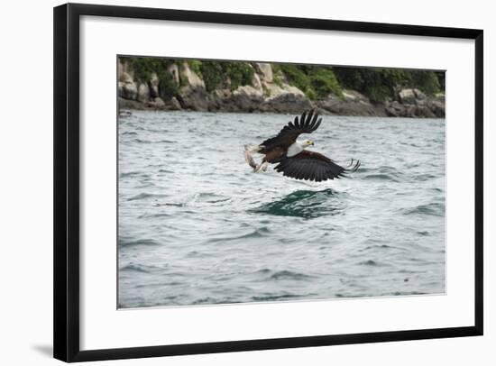 African Fish Eagle (Haliaeetus Vocoder), Bird of Prey, Malawi, Africa-Janette Hill-Framed Photographic Print