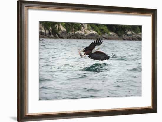 African Fish Eagle (Haliaeetus Vocoder), Bird of Prey, Malawi, Africa-Janette Hill-Framed Photographic Print