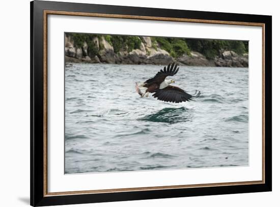 African Fish Eagle (Haliaeetus Vocoder), Bird of Prey, Malawi, Africa-Janette Hill-Framed Photographic Print