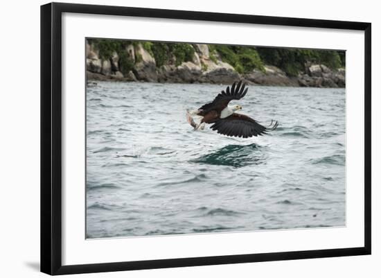 African Fish Eagle (Haliaeetus Vocoder), Bird of Prey, Malawi, Africa-Janette Hill-Framed Photographic Print