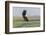 African Fish eagle in flight over the marshland along the Chobe River, Botswana, Africa.-Brenda Tharp-Framed Photographic Print