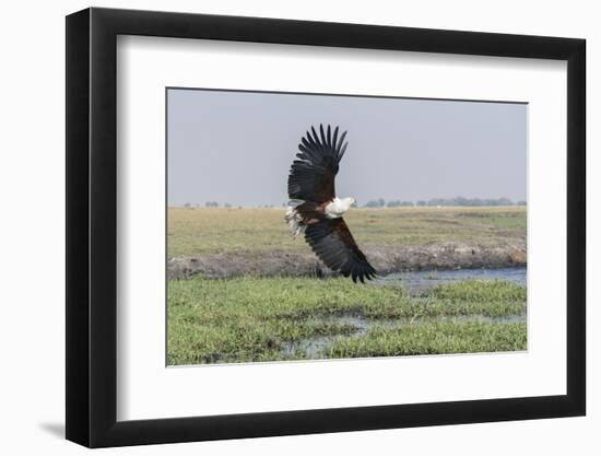 African Fish eagle in flight over the marshland along the Chobe River, Botswana, Africa.-Brenda Tharp-Framed Photographic Print