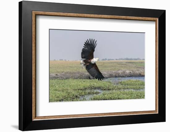 African Fish eagle in flight over the marshland along the Chobe River, Botswana, Africa.-Brenda Tharp-Framed Photographic Print