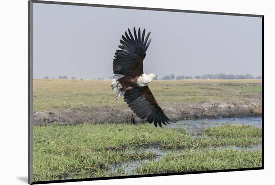 African Fish eagle in flight over the marshland along the Chobe River, Botswana, Africa.-Brenda Tharp-Mounted Photographic Print