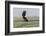 African Fish eagle in flight over the marshland along the Chobe River, Botswana, Africa.-Brenda Tharp-Framed Photographic Print