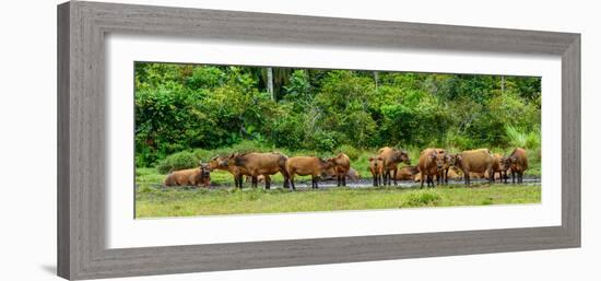 African forest buffalo, Syncerus caffer nanus, in Lango Bai. Odzala-Kokoua National Park. Congo-Roger De La Harpe-Framed Photographic Print