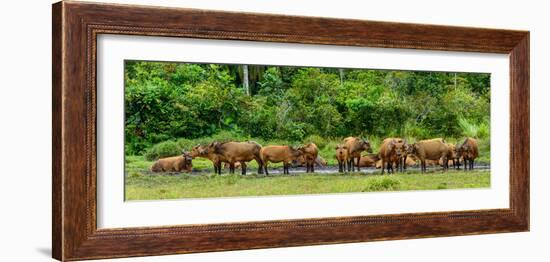 African forest buffalo, Syncerus caffer nanus, in Lango Bai. Odzala-Kokoua National Park. Congo-Roger De La Harpe-Framed Photographic Print