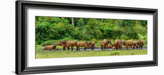 African forest buffalo, Syncerus caffer nanus, in Lango Bai. Odzala-Kokoua National Park. Congo-Roger De La Harpe-Framed Photographic Print