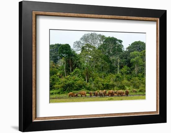 African forest buffalo, Syncerus caffer nanus, in Lango Bai. Odzala-Kokoua National Park. Congo-Roger De La Harpe-Framed Photographic Print