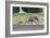 African Forest Elephant And Calf-Tony Camacho-Framed Photographic Print