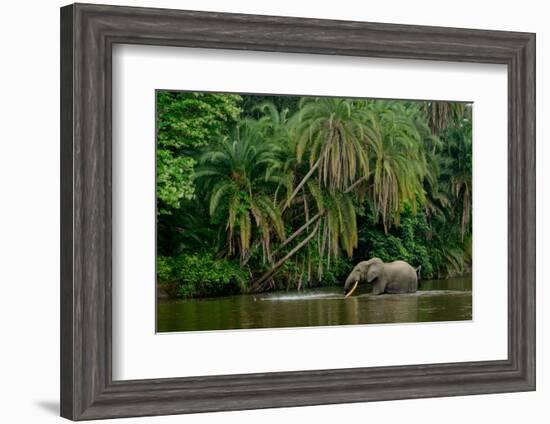 African forest elephant, in Lekoli River. Odzala-Kokoua National Park. Congo-Roger De La Harpe-Framed Photographic Print