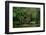 African forest elephant, in Lekoli River. Odzala-Kokoua National Park. Congo-Roger De La Harpe-Framed Photographic Print