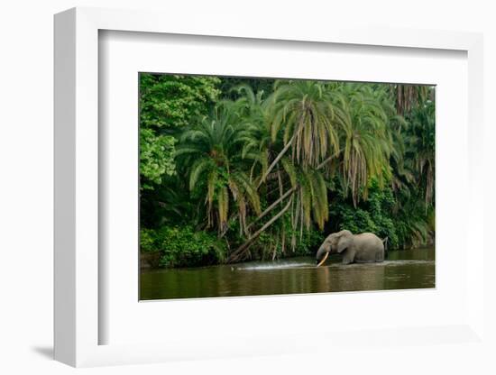 African forest elephant, in Lekoli River. Odzala-Kokoua National Park. Congo-Roger De La Harpe-Framed Photographic Print