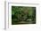 African forest elephant, in Lekoli River. Odzala-Kokoua National Park. Congo-Roger De La Harpe-Framed Photographic Print