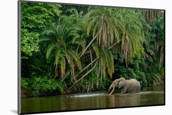 African forest elephant, in Lekoli River. Odzala-Kokoua National Park. Congo-Roger De La Harpe-Mounted Photographic Print