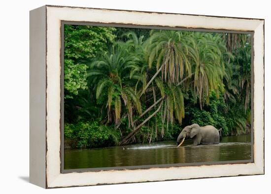 African forest elephant, in Lekoli River. Odzala-Kokoua National Park. Congo-Roger De La Harpe-Framed Premier Image Canvas