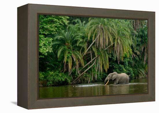 African forest elephant, in Lekoli River. Odzala-Kokoua National Park. Congo-Roger De La Harpe-Framed Premier Image Canvas