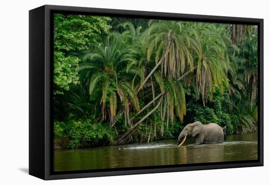 African forest elephant, in Lekoli River. Odzala-Kokoua National Park. Congo-Roger De La Harpe-Framed Premier Image Canvas