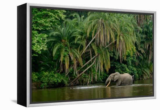 African forest elephant, in Lekoli River. Odzala-Kokoua National Park. Congo-Roger De La Harpe-Framed Premier Image Canvas