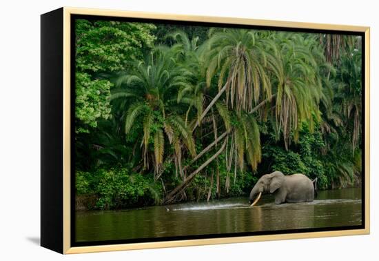 African forest elephant, in Lekoli River. Odzala-Kokoua National Park. Congo-Roger De La Harpe-Framed Premier Image Canvas